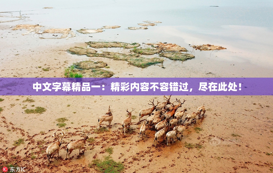 中文字幕精品一：精彩内容不容错过，尽在此处！