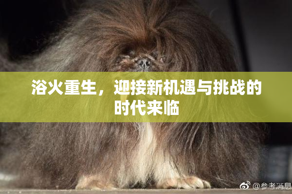 浴火重生，迎接新机遇与挑战的时代来临