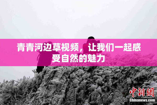 青青河边草视频，让我们一起感受自然的魅力