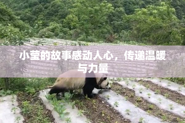 小莹的故事感动人心，传递温暖与力量