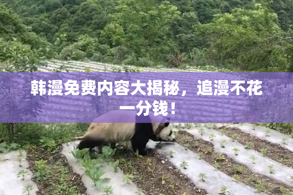 韩漫免费内容大揭秘，追漫不花一分钱！