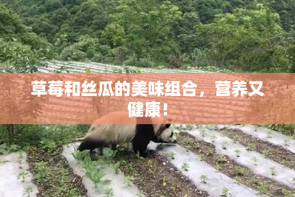 草莓和丝瓜的美味组合，营养又健康！