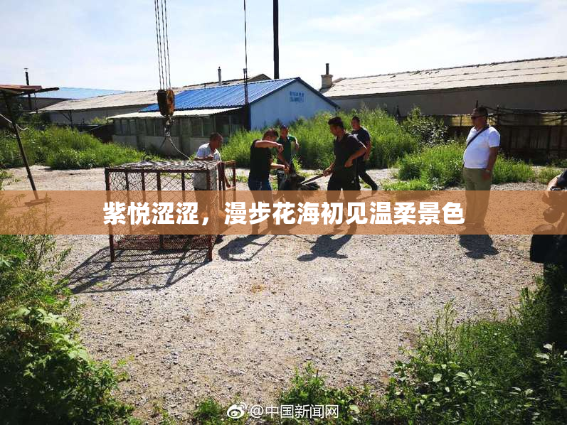 紫悦涩涩，漫步花海初见温柔景色