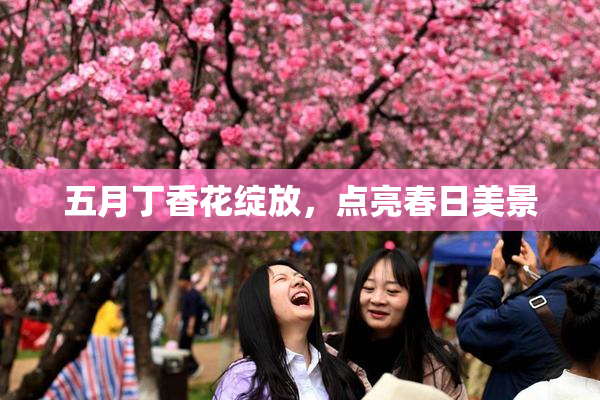 五月丁香花绽放，点亮春日美景