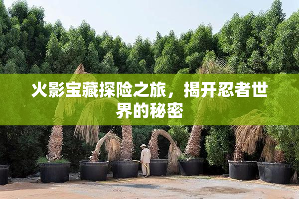 火影宝藏探险之旅，揭开忍者世界的秘密