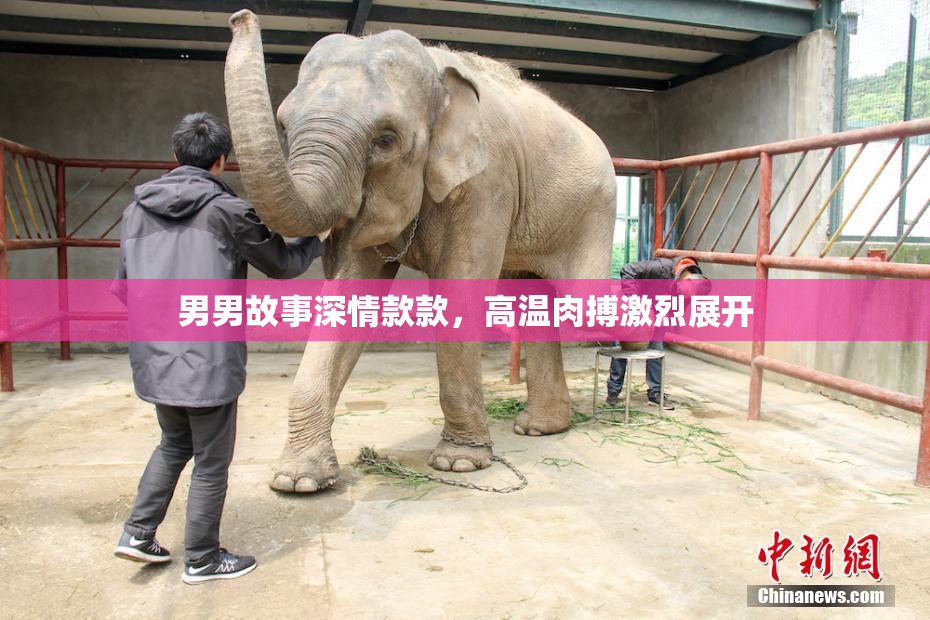 男男故事深情款款，高温肉搏激烈展开