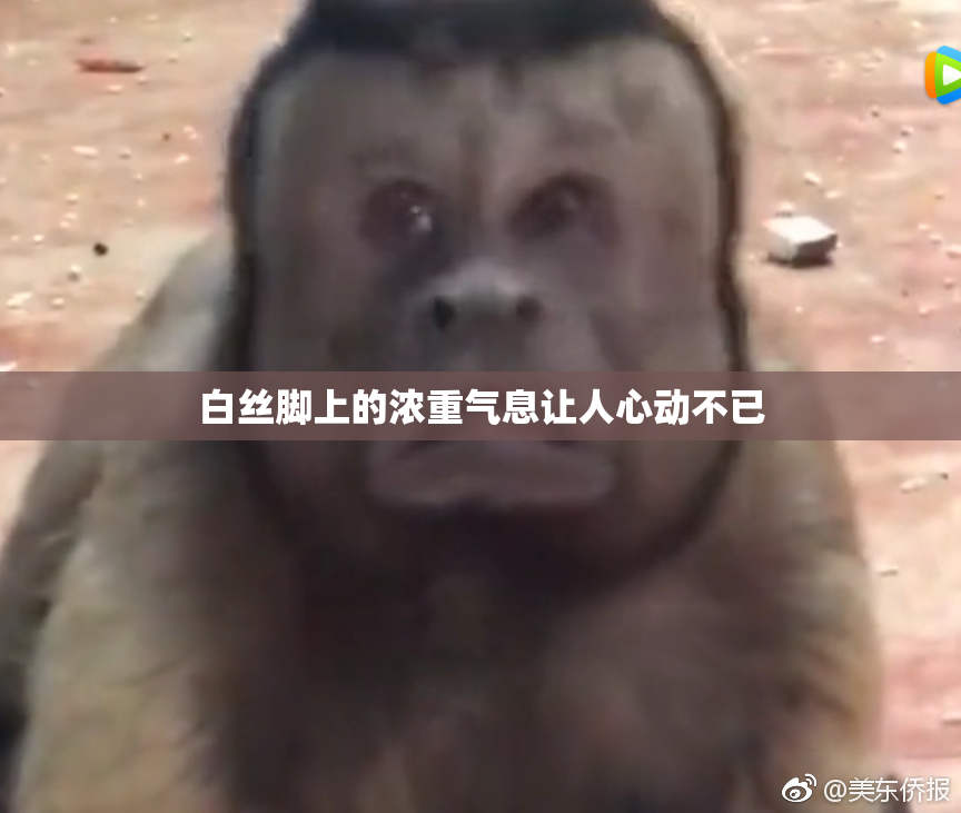 白丝脚上的浓重气息让人心动不已