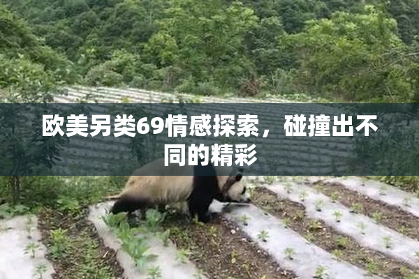 欧美另类69情感探索，碰撞出不同的精彩