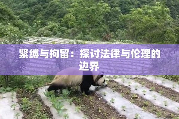 紧缚与拘留：探讨法律与伦理的边界