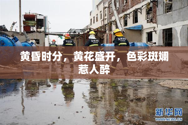 黄昏时分，黄花盛开，色彩斑斓惹人醉