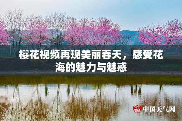 樱花视频再现美丽春天，感受花海的魅力与魅惑
