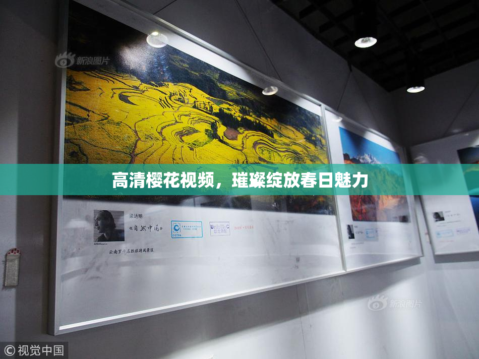 高清樱花视频，璀璨绽放春日魅力