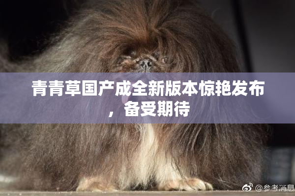 青青草国产成全新版本惊艳发布，备受期待