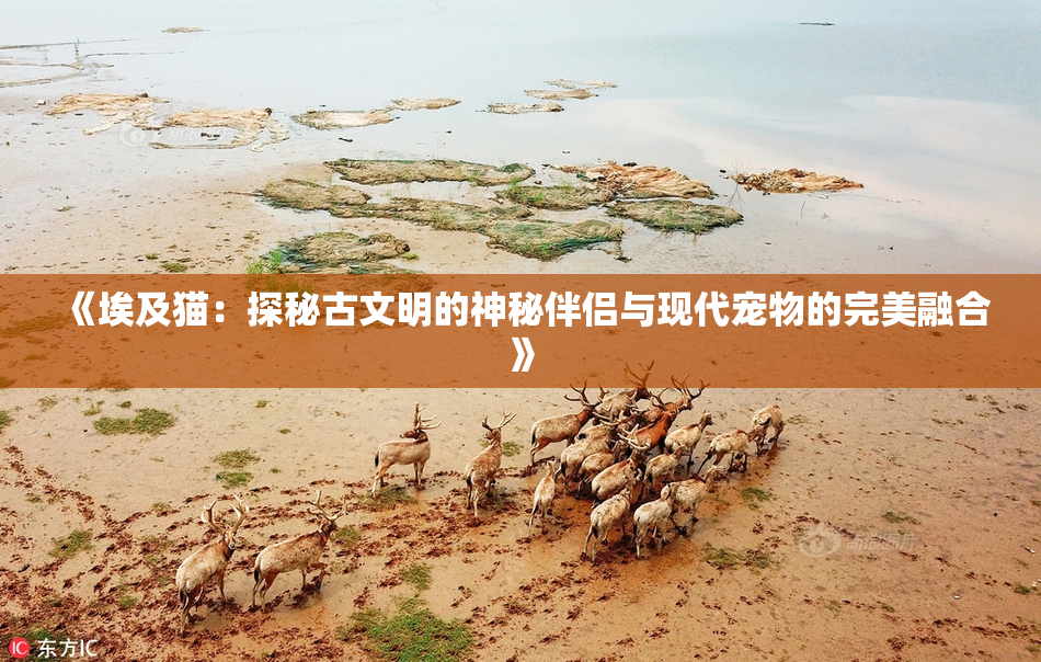 《埃及猫：探秘古文明的神秘伴侣与现代宠物的完美融合》
