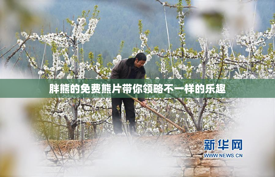 胖熊的免费熊片带你领略不一样的乐趣