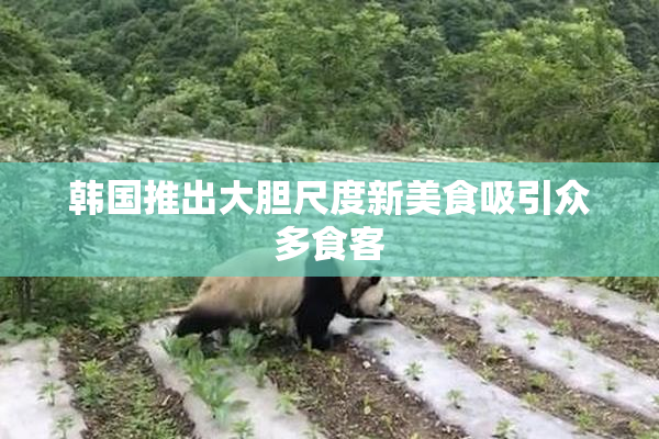 韩国推出大胆尺度新美食吸引众多食客