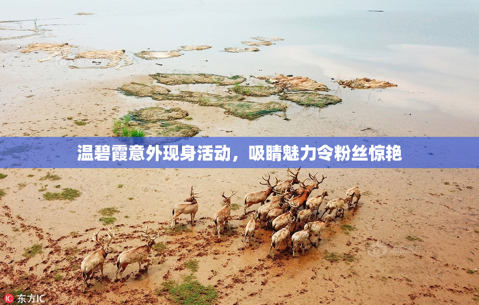 温碧霞意外现身活动，吸睛魅力令粉丝惊艳