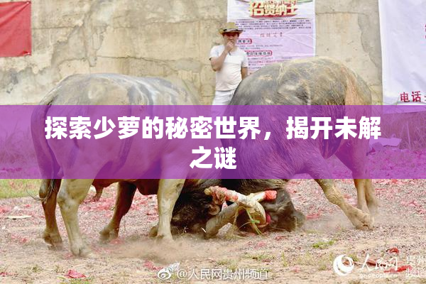 探索少萝的秘密世界，揭开未解之谜
