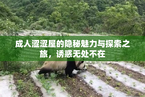 成人涩涩屋的隐秘魅力与探索之旅，诱惑无处不在