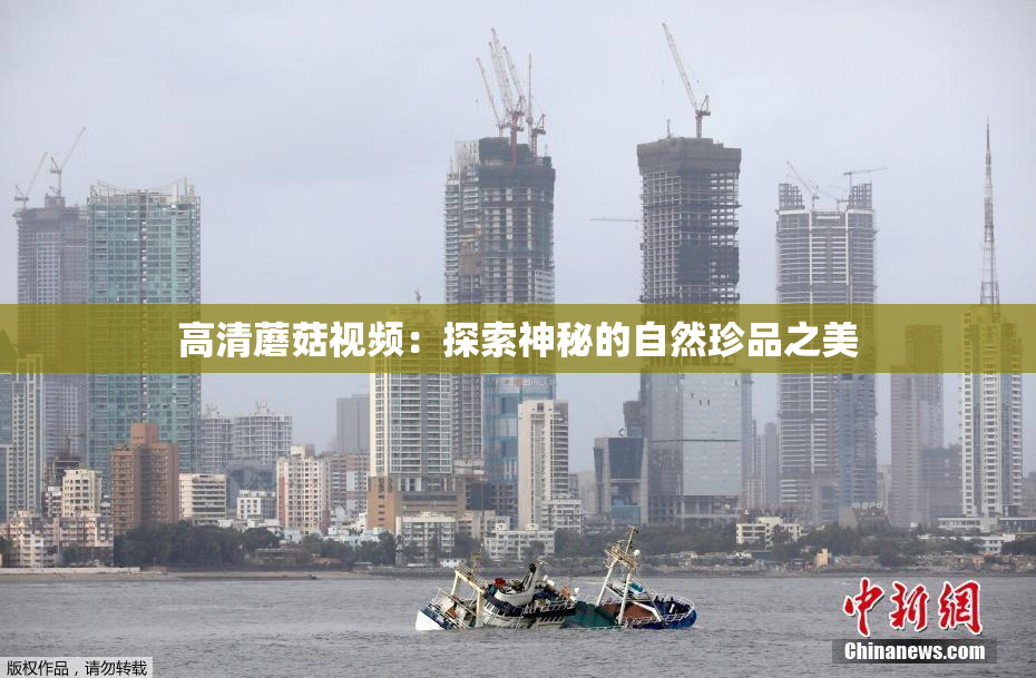 高清蘑菇视频：探索神秘的自然珍品之美
