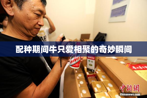 配种期间牛只爱相聚的奇妙瞬间