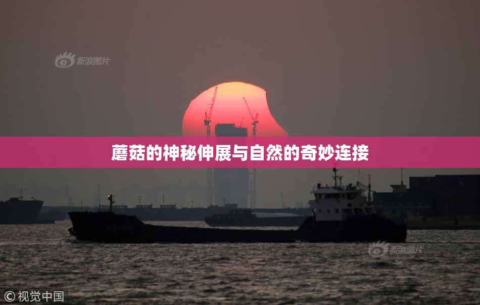 蘑菇的神秘伸展与自然的奇妙连接