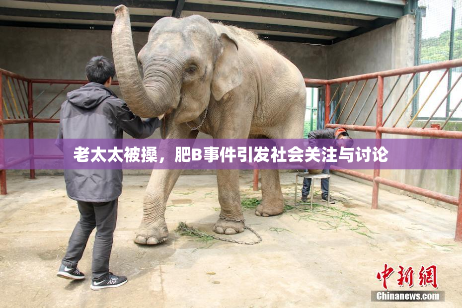 老太太被搡，肥B事件引发社会关注与讨论