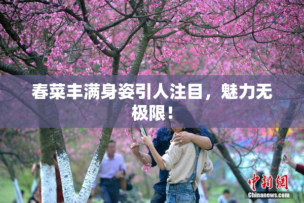 春菜丰满身姿引人注目，魅力无极限！
