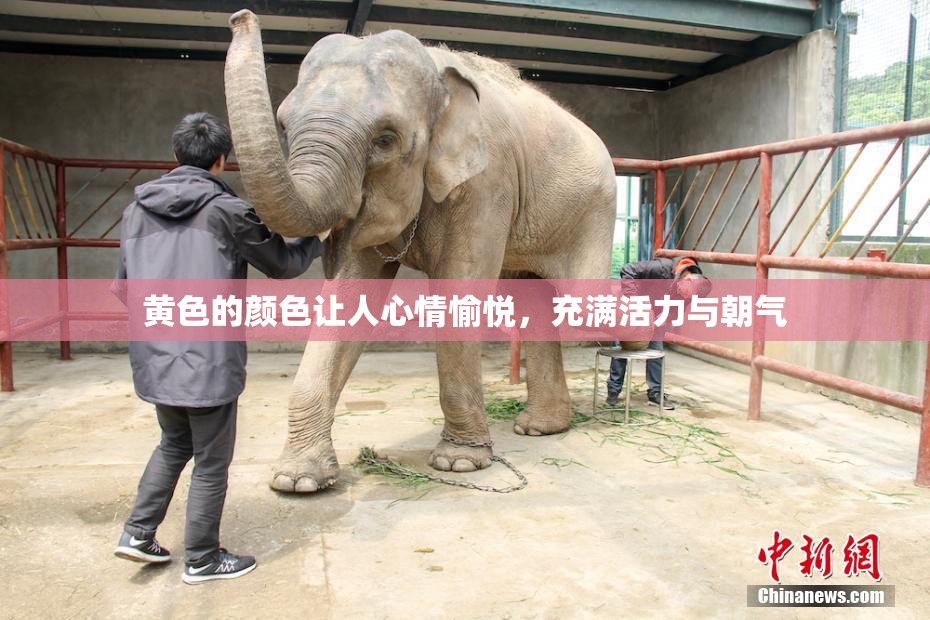 黄色的颜色让人心情愉悦，充满活力与朝气
