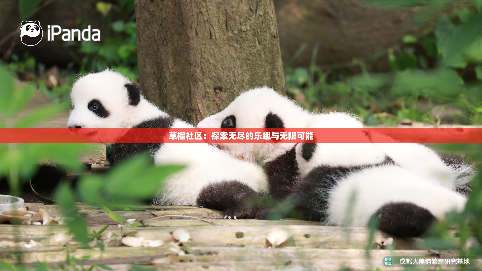 草榴社区：探索无尽的乐趣与无限可能