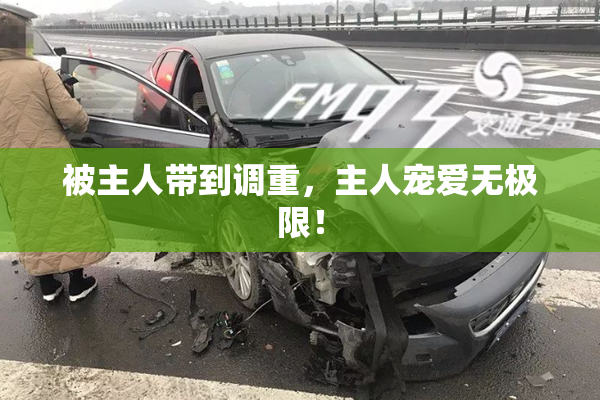 被主人带到调重，主人宠爱无极限！