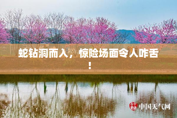 蛇钻洞而入，惊险场面令人咋舌！