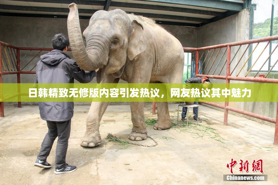 日韩精致无修版内容引发热议，网友热议其中魅力
