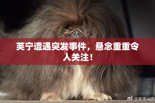 芙宁遭遇突发事件，悬念重重令人关注！