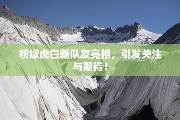 粉嫩虎白新队友亮相，引发关注与期待！