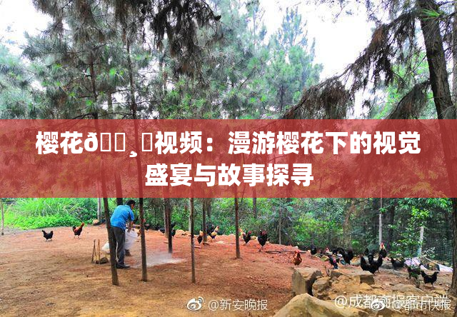 樱花🌸‌视频：漫游樱花下的视觉盛宴与故事探寻