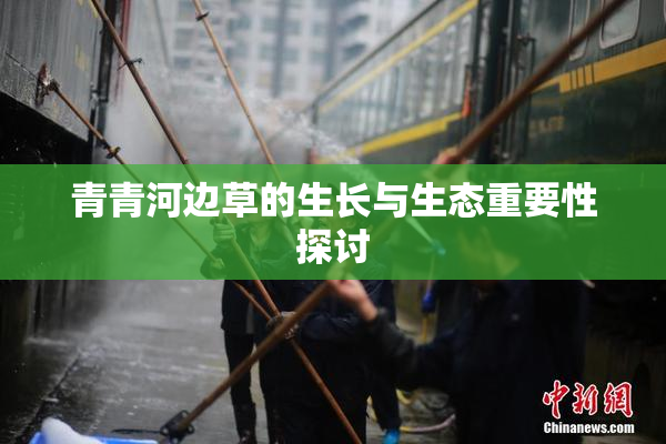青青河边草的生长与生态重要性探讨