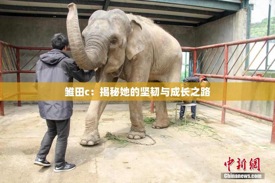 雏田c：揭秘她的坚韧与成长之路