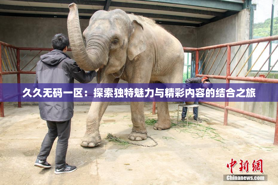 久久无码一区：探索独特魅力与精彩内容的结合之旅