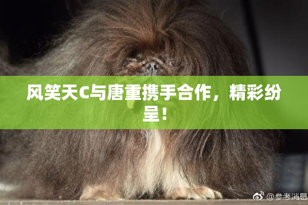 风笑天C与唐重携手合作，精彩纷呈！