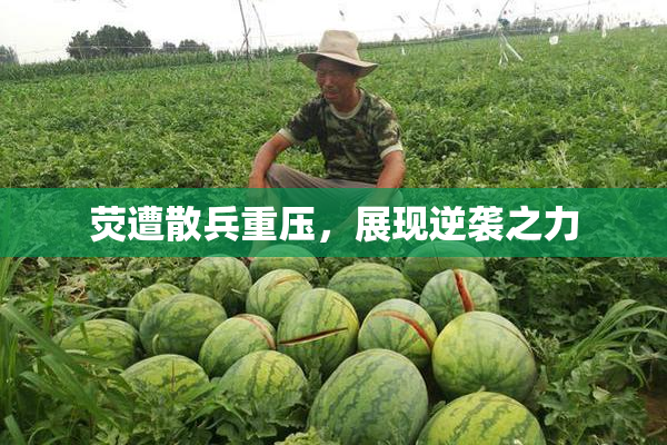 荧遭散兵重压，展现逆袭之力