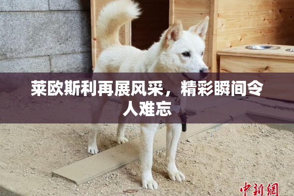 莱欧斯利再展风采，精彩瞬间令人难忘