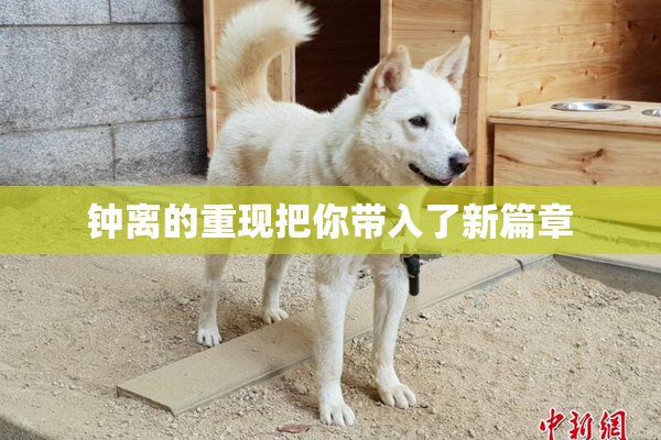 钟离的重现把你带入了新篇章