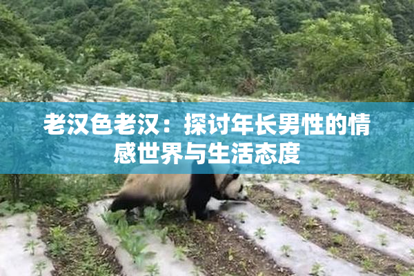 老汉色老汉：探讨年长男性的情感世界与生活态度