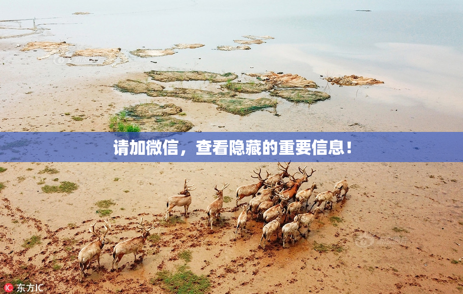 请加微信，查看隐藏的重要信息！